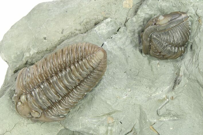 Flexicalymene Trilobite Fossil WIth Enrolled Specimen - Indiana #284160